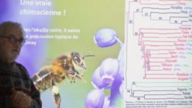 Annual mating ritual of 1,000 virgin queens secures resurgence of Europe’s dark bee