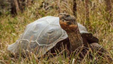 Galápagos island witnesses return of Floreana giant tortoise after almost 200 years