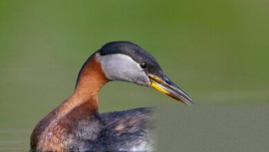 Rainy winter boosts bird activity at Cheddar reservoir