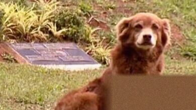 São Paulo enacts law named for dog that remained at owner's grave for 10 years