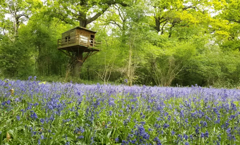 A dense carpet of bluebells blooming beneath ancient oak trees in Perivale Wood.