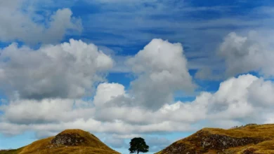 Artists to sculpt Sycamore Gap wood chosen by public vote