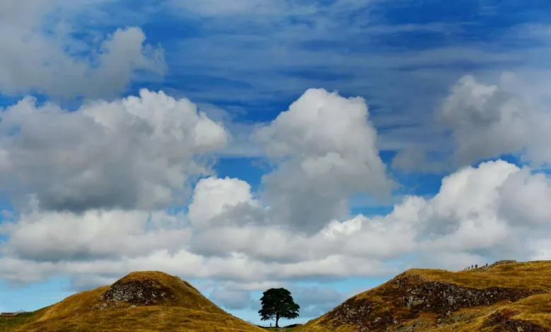 Artists to sculpt Sycamore Gap wood chosen by public vote