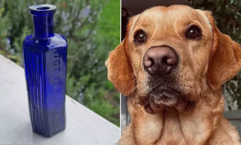 A bright blue Victorian glass bottle with the warning 'Not To Be Taken'.