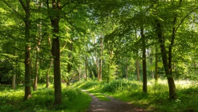 Charity issues warning over dwindling time to protect ‘forgotten forests’ within plantations