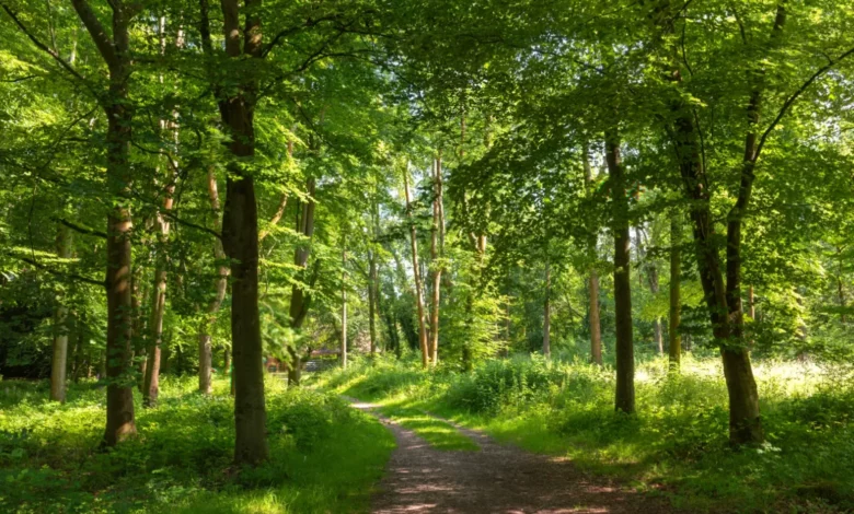 Charity issues warning over dwindling time to protect ‘forgotten forests’ within plantations