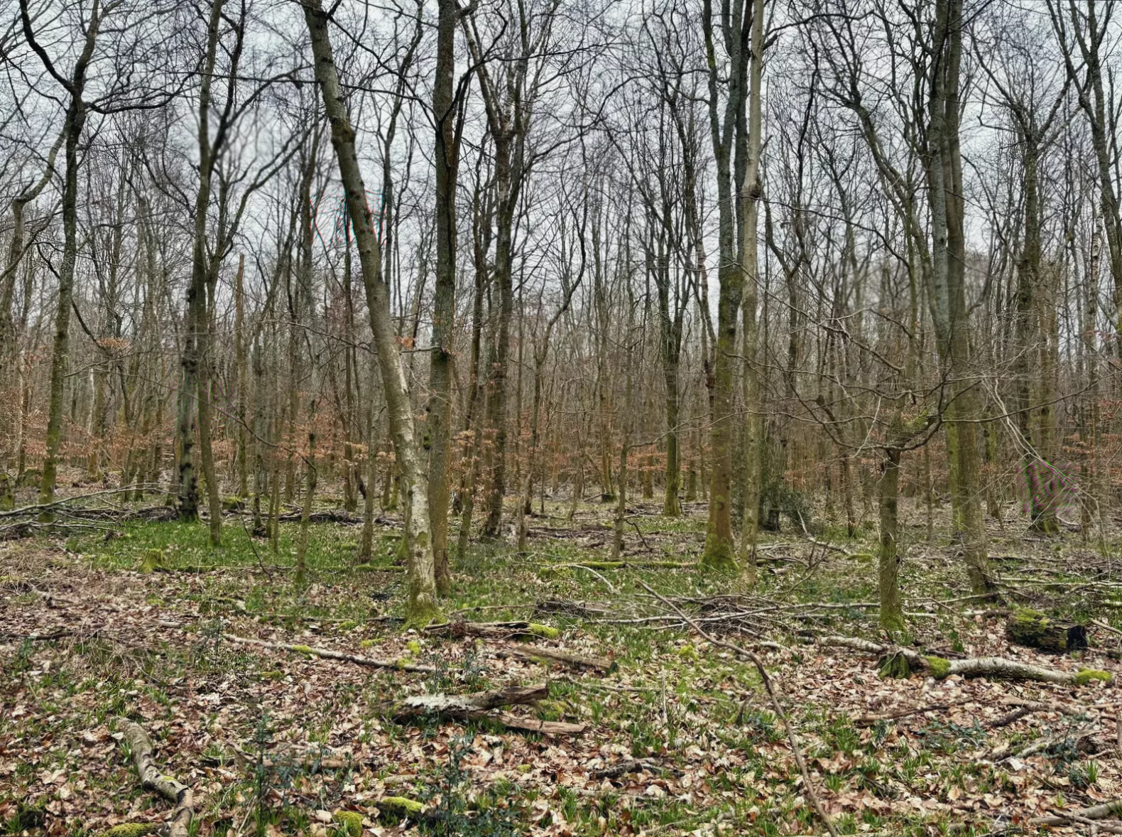 Charity issues warning over dwindling time to protect ‘forgotten forests’ within plantations