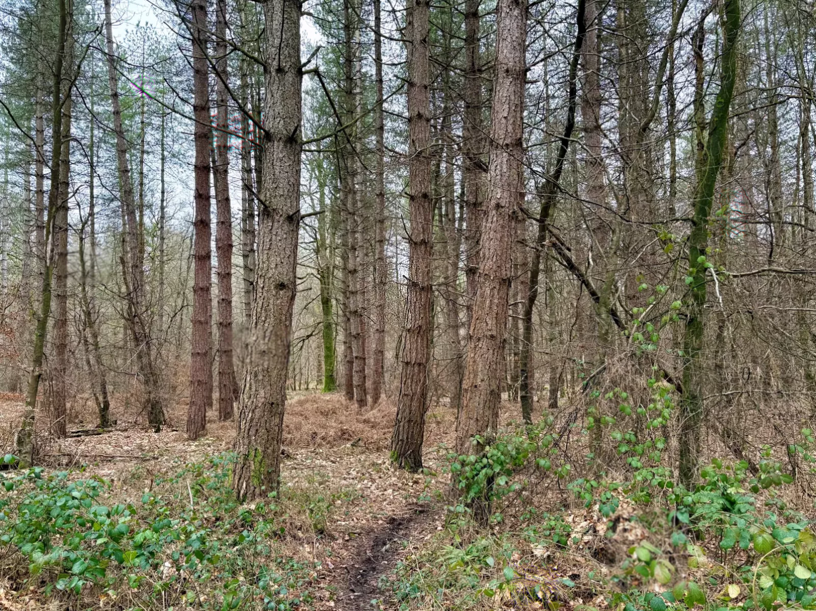 Charity issues warning over dwindling time to protect ‘forgotten forests’ within plantations