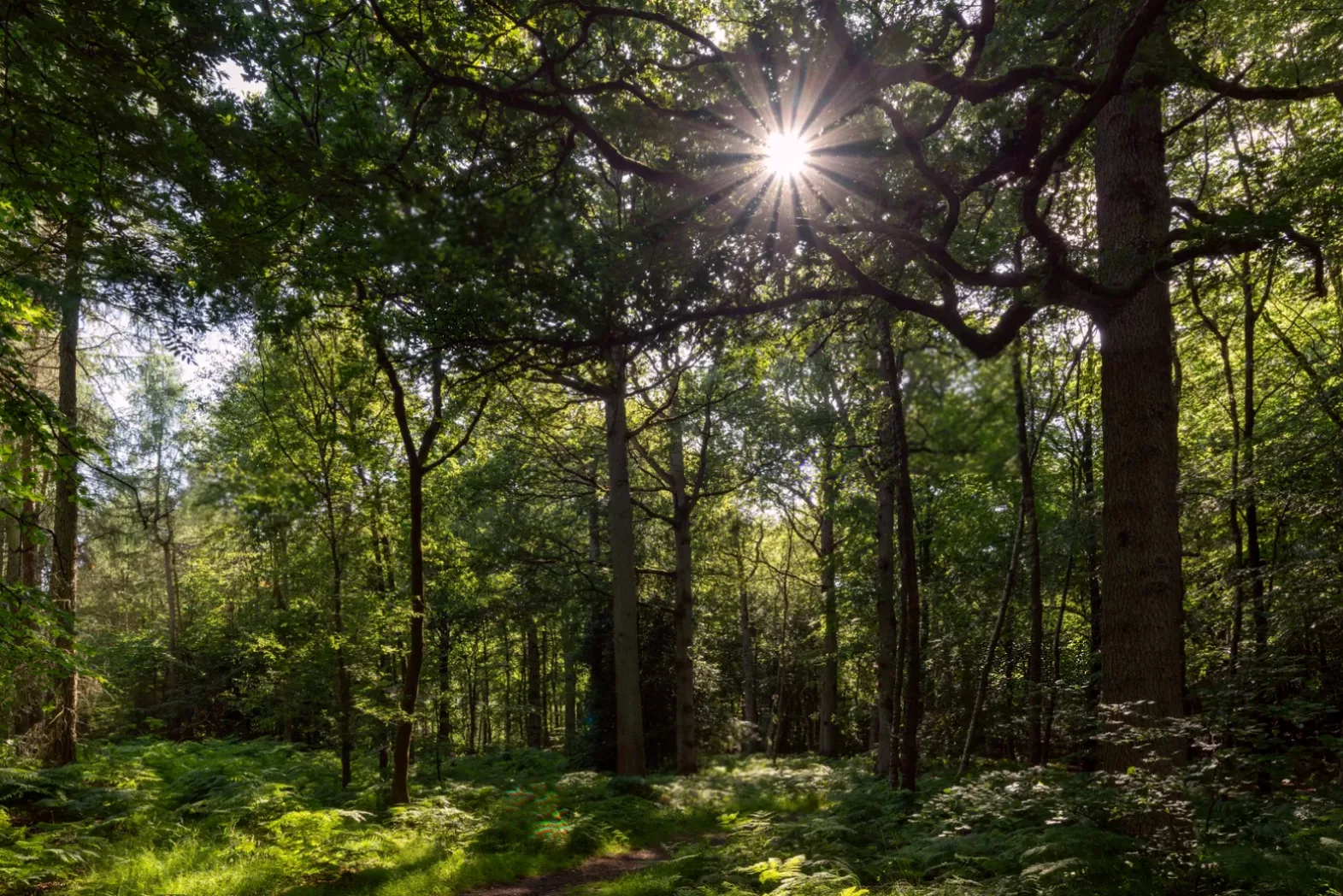 Charity issues warning over dwindling time to protect ‘forgotten forests’ within plantations