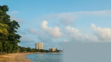 Deadly Shark Attack Prompts Cull in New Caledonia, Fueling Discord and Outrage