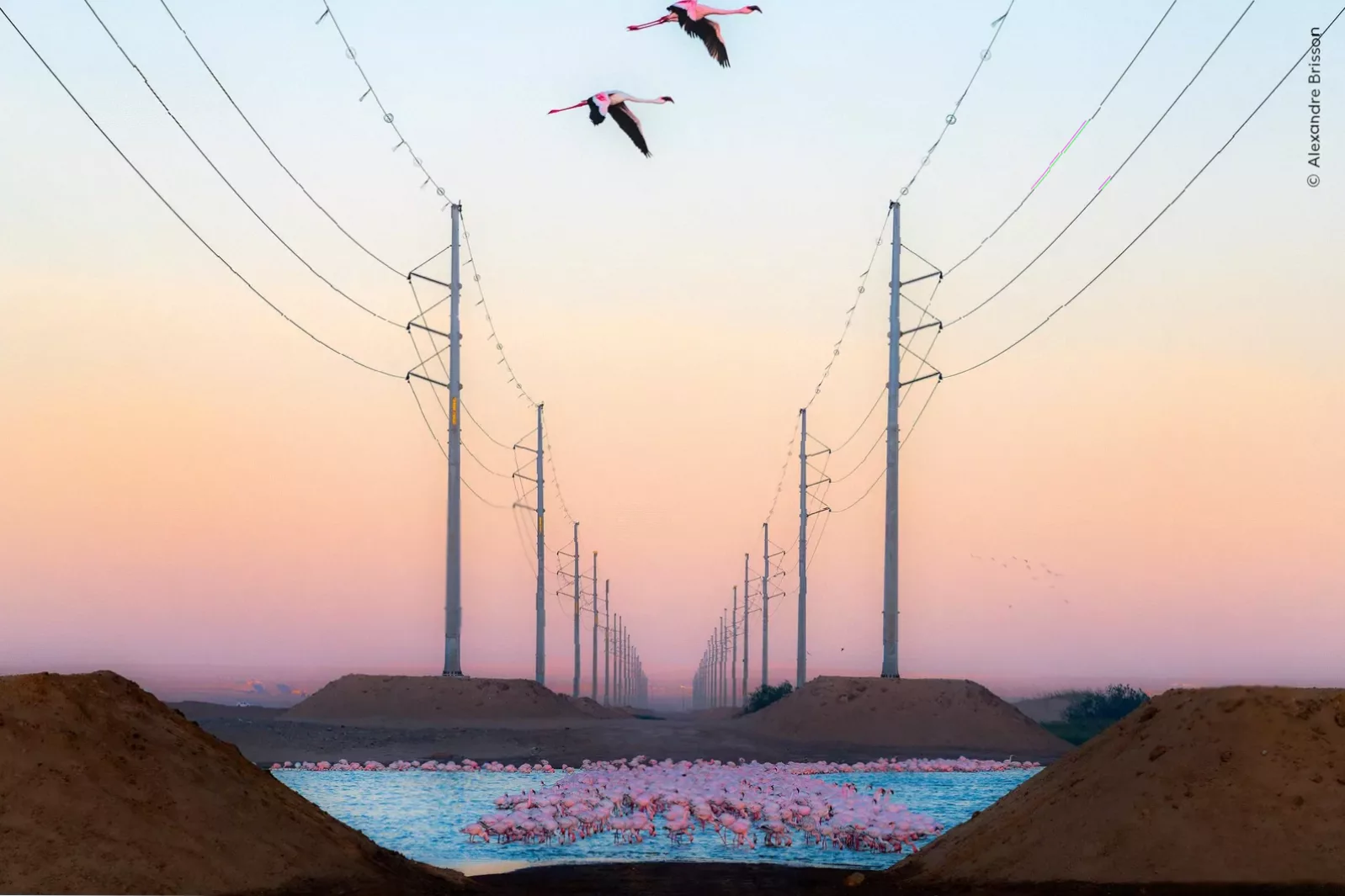 The winning wildlife photograph displayed on a screen at the Natural History Museum exhibition.