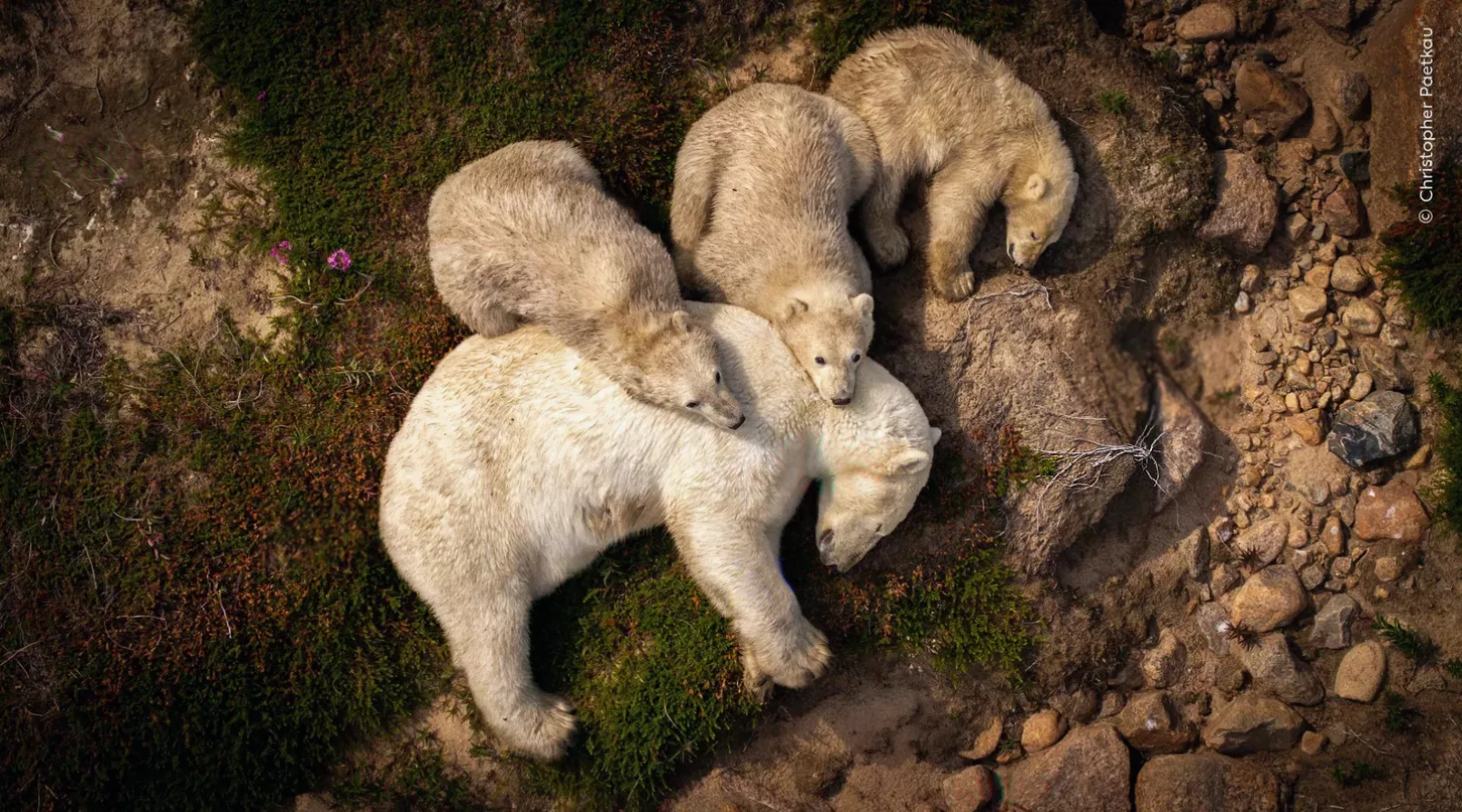 A polar bear and cubs resting on terrain during a warm summer period.