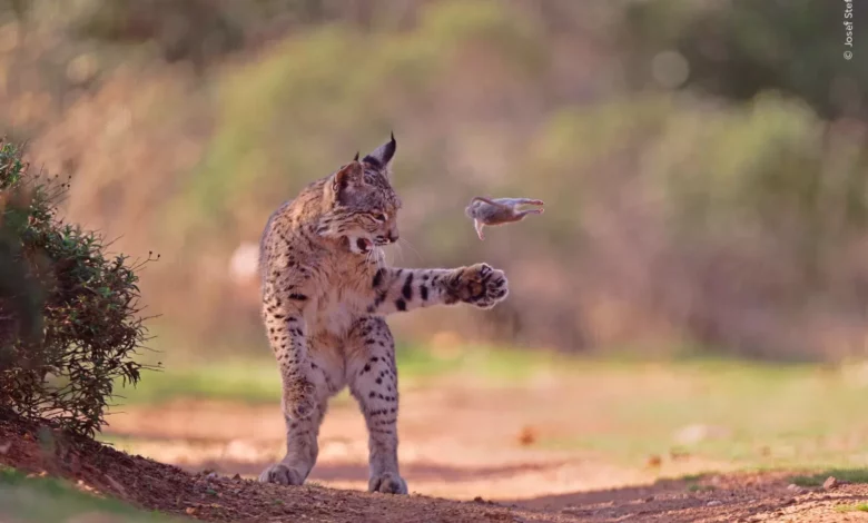 An Iberian lynx in mid-air with its rodent prey in a Spanish natural habitat.