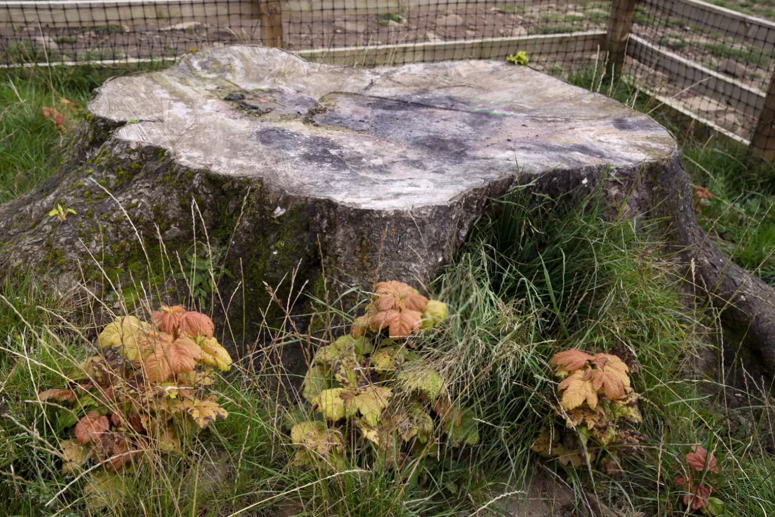 New tree from Sycamore Gap takes root at Hadrian's Wall's eastern end