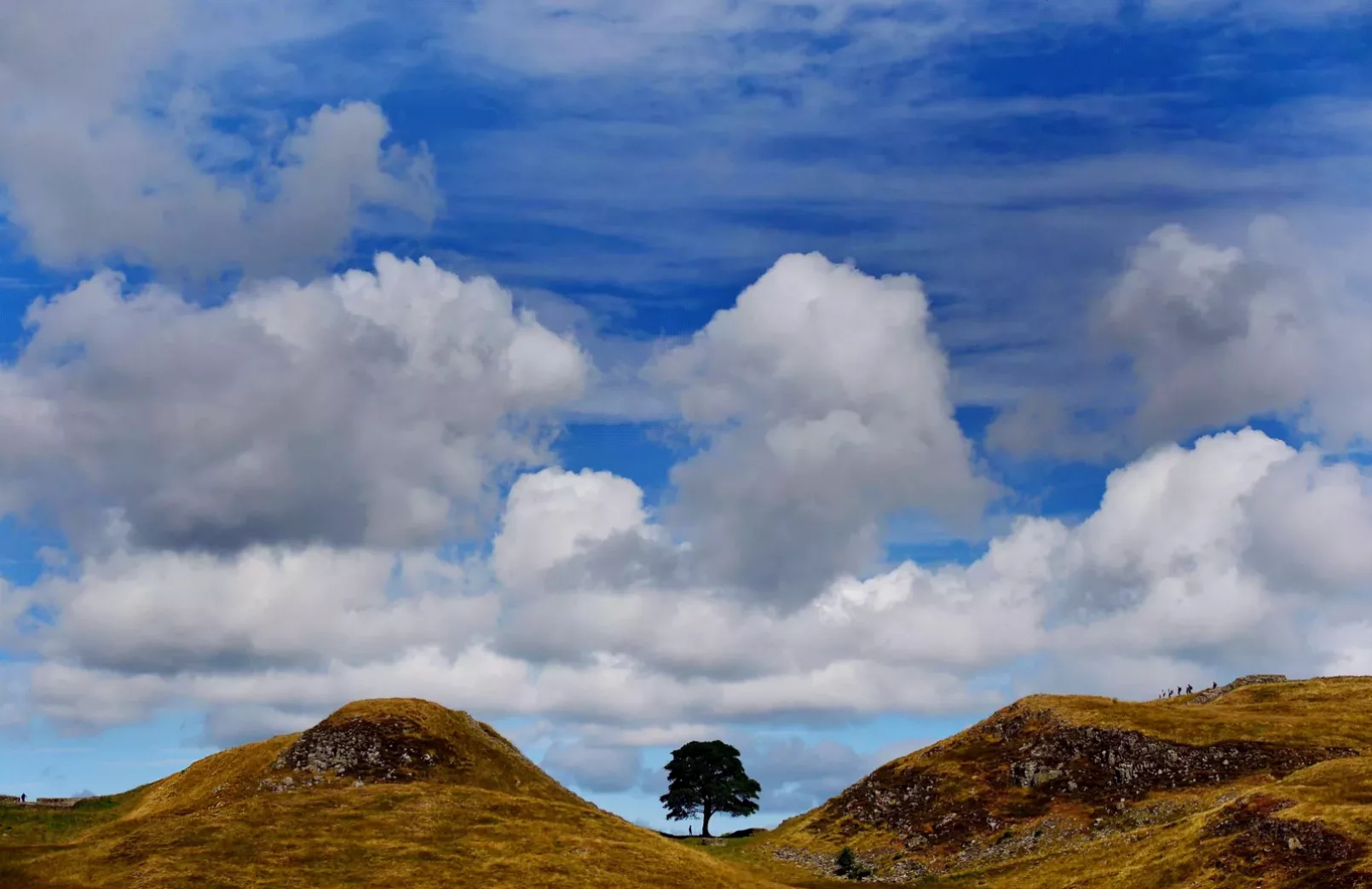 New tree from Sycamore Gap takes root at Hadrian's Wall's eastern end