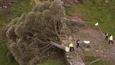 New tree from Sycamore Gap takes root at Hadrian's Wall's eastern end