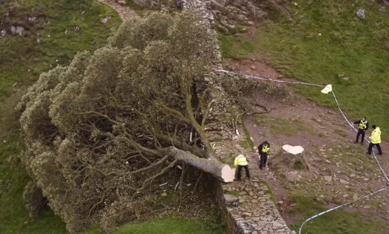 New tree from Sycamore Gap takes root at Hadrian's Wall's eastern end