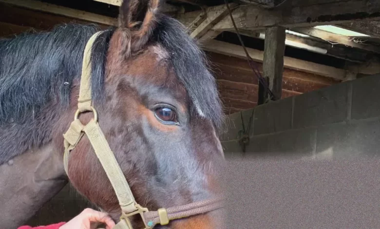 Saliva test for George prompts rethink of equine worming strategy
