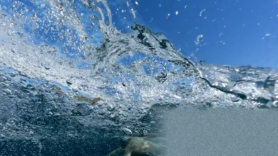 Ultra-distance swimmer in open ocean during a multi-day record attempt.
