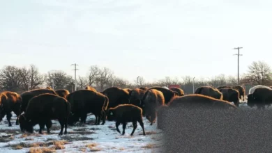 US tribe restores toxic wasteland left by mining