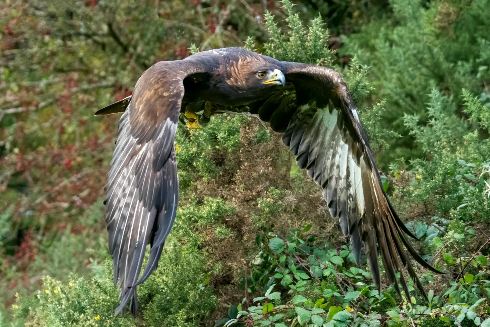 A golden eagle in flight over a typical upland British landscape.