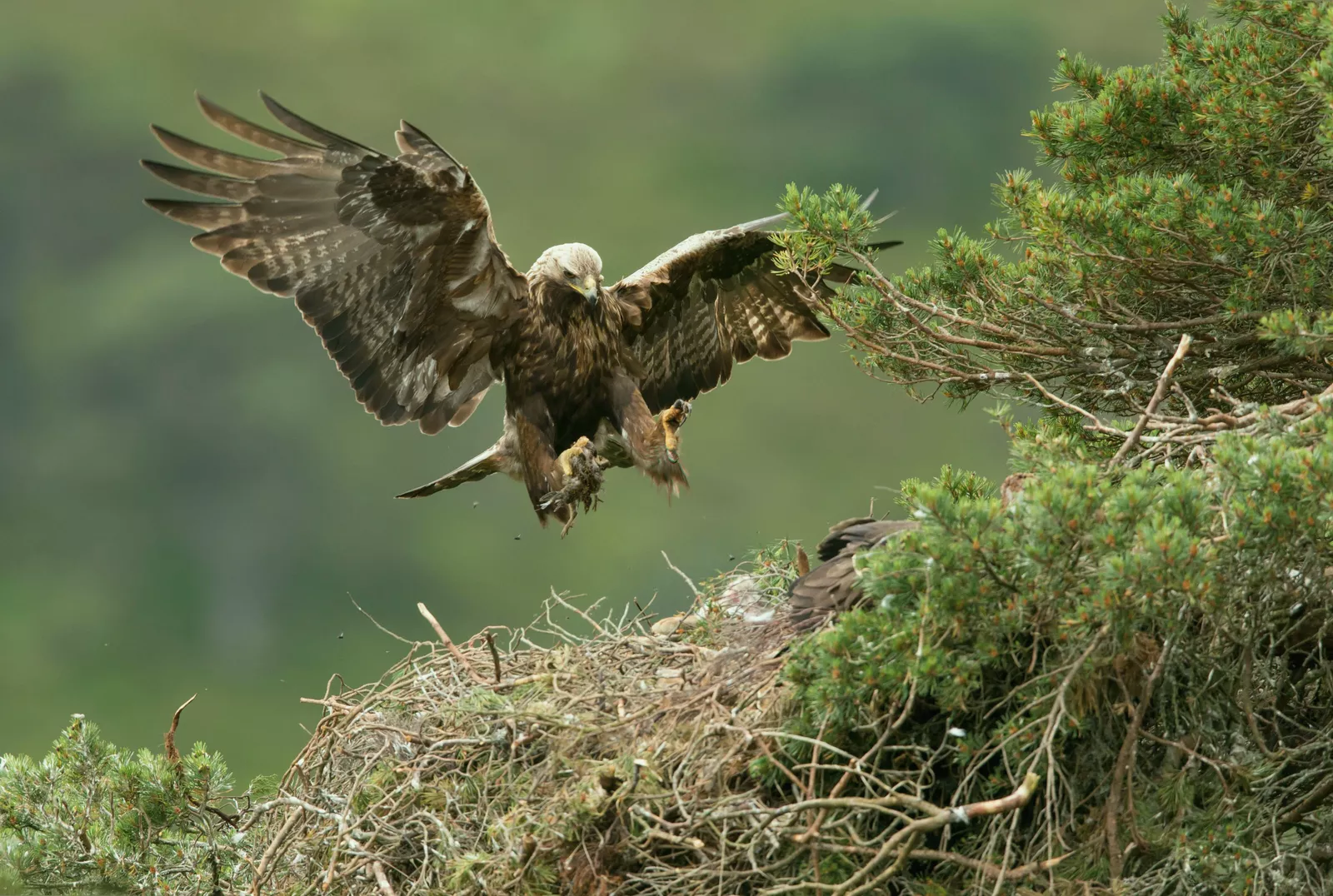 A juvenile golden eagle being released into a wild habitat.