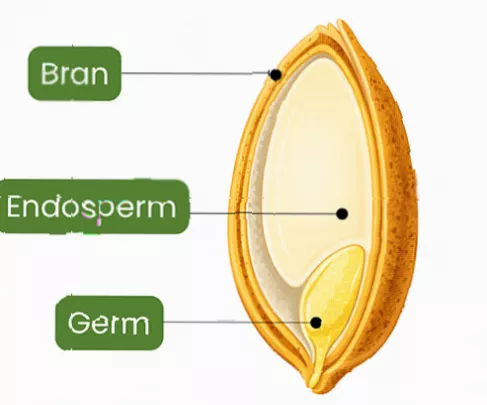 Diagram showing the bran, germ, and endosperm parts of a wheat grain.