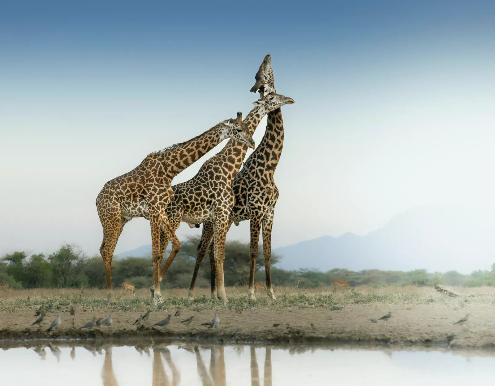 Two Masai giraffes gently entwine their necks at a waterhole in Shompole Conservancy.