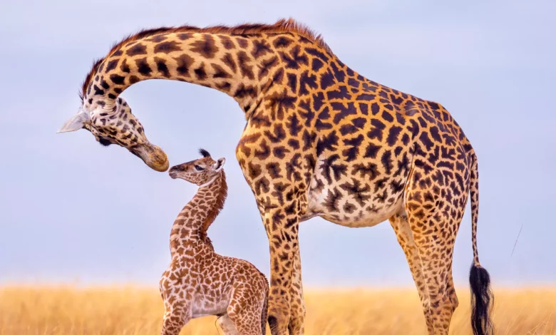 A giraffe stretches its long neck against a golden African sunset in Kenya.