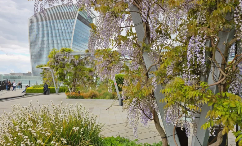 Purple wisteria cascading over steel pergolas on a 15th-floor rooftop garden