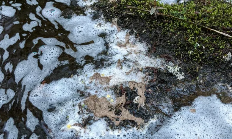 Dead fish and eels on the bank of the Knockando burn after a chemical spill