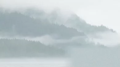 Southern resident orcas swimming in the Salish Sea near British Columbia