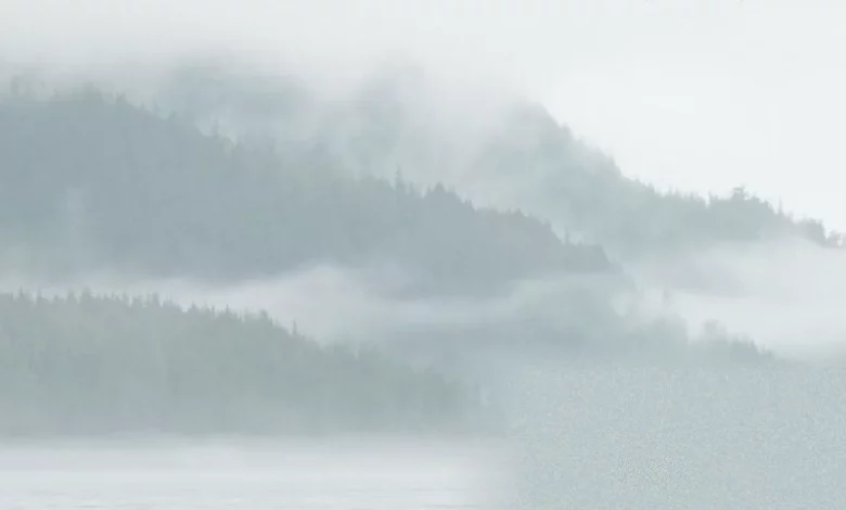 Southern resident orcas swimming in the Salish Sea near British Columbia