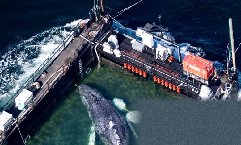 A humpback whale being transported on a water-filled barge across the North Sea