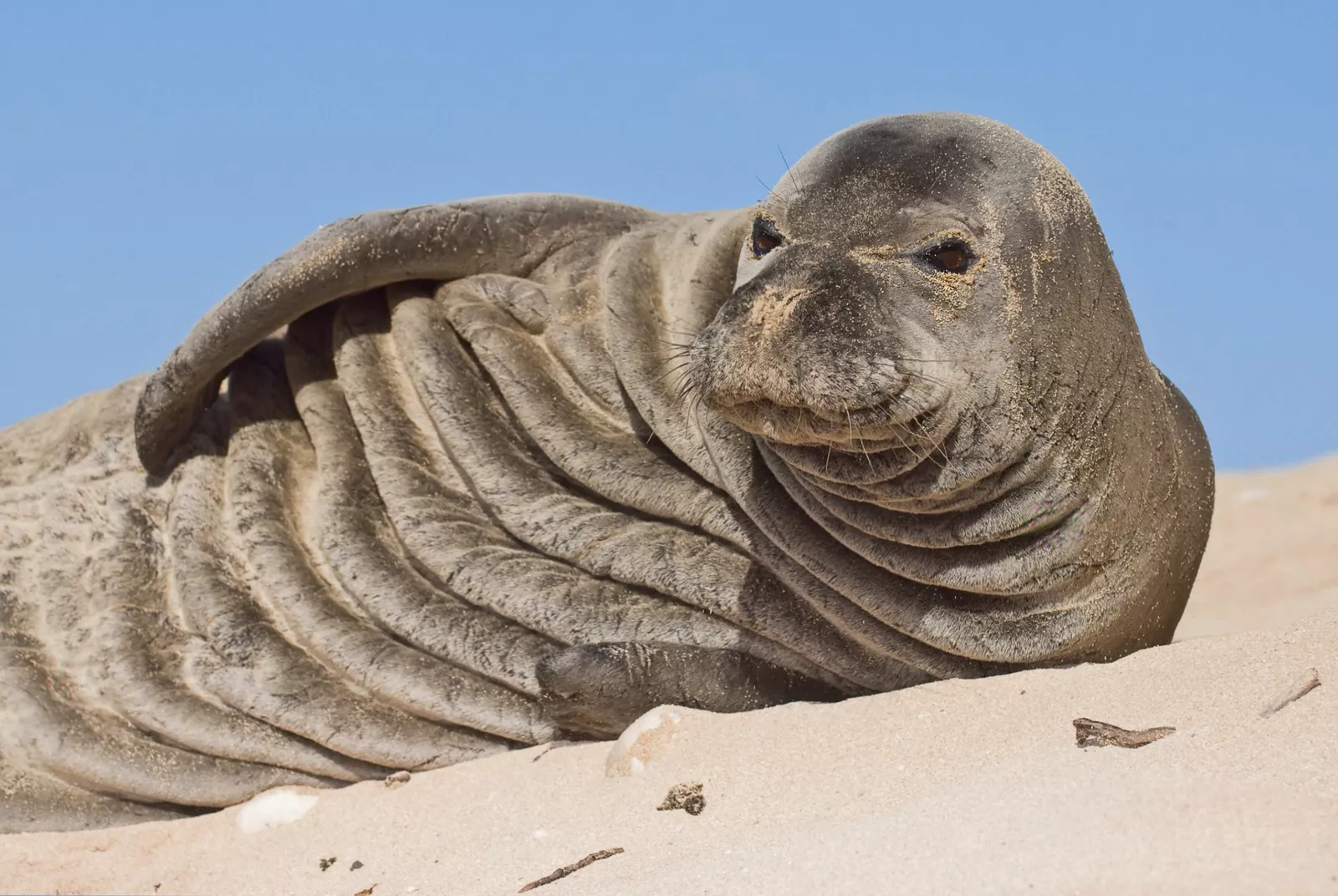 An endangered Hawaiian monk seal resting on the sand after being struck by debris