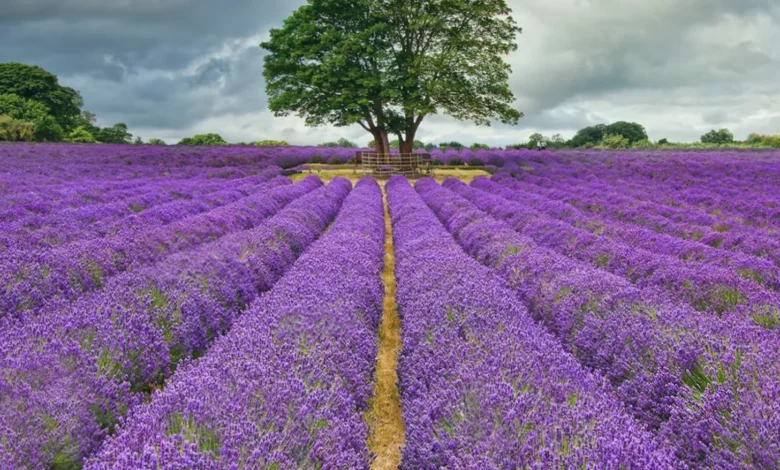 Aerial view of twenty-five acres of organic lavender fields at Mayfield Farm in Banstead, Surrey.