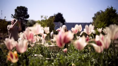 A sunny park scene with people enjoying warm weather during a bank holiday weekend