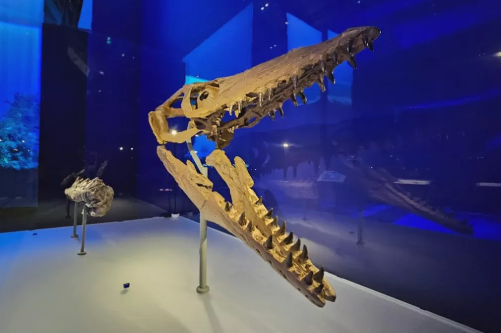 Exhibition hall showing a large plesiosaur skeleton on display
