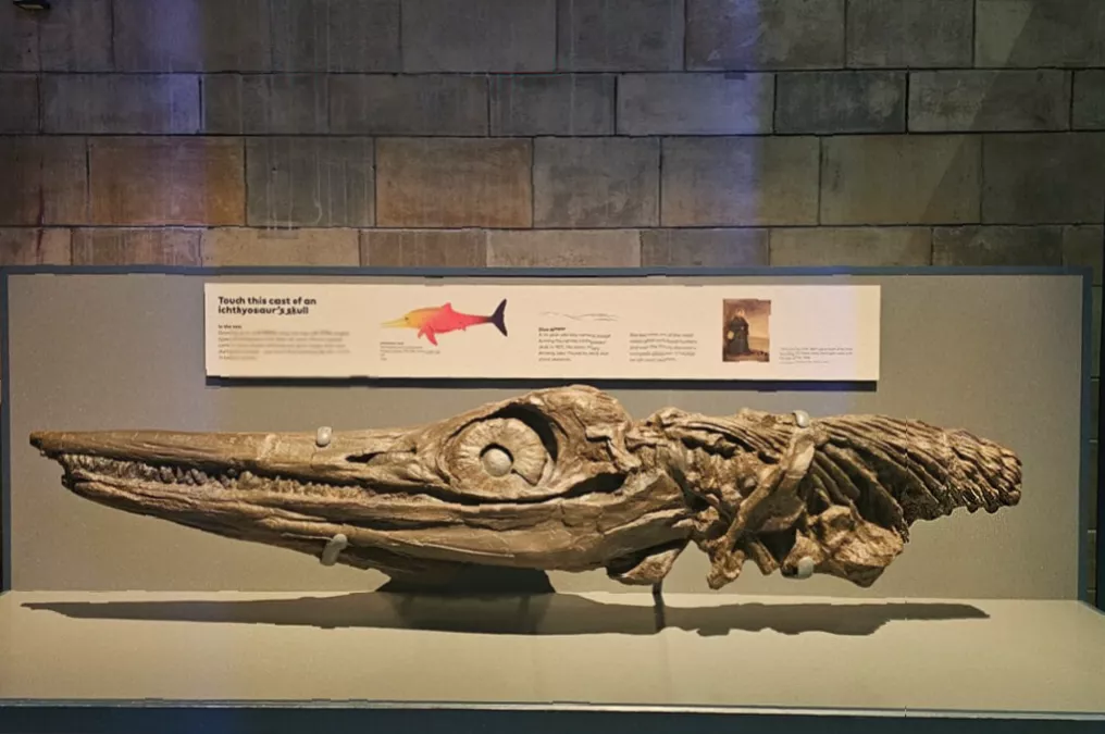 Mosasaur tooth and ammonite specimens in a glass case