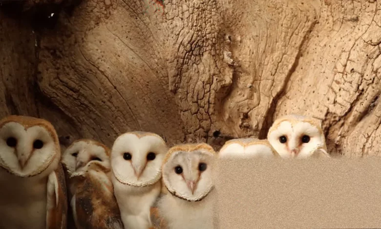 Hand-built barn owl nest box attached to an old elm stump in the Yorkshire Wolds.