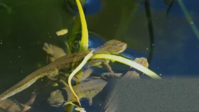 A garden pond with still water and surrounding plants