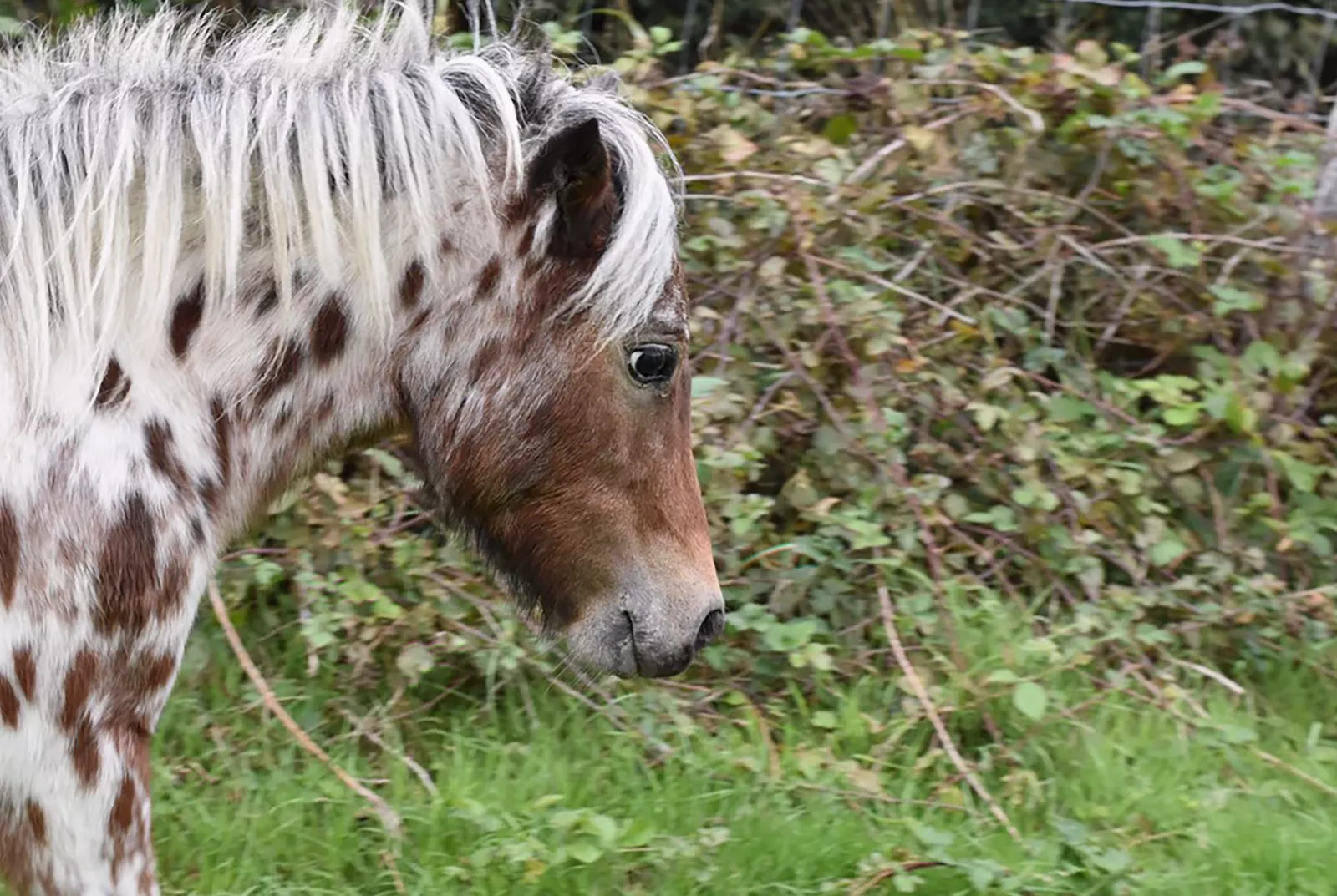 White stallion with brown spots, a rare Argentine Falabella miniature horse