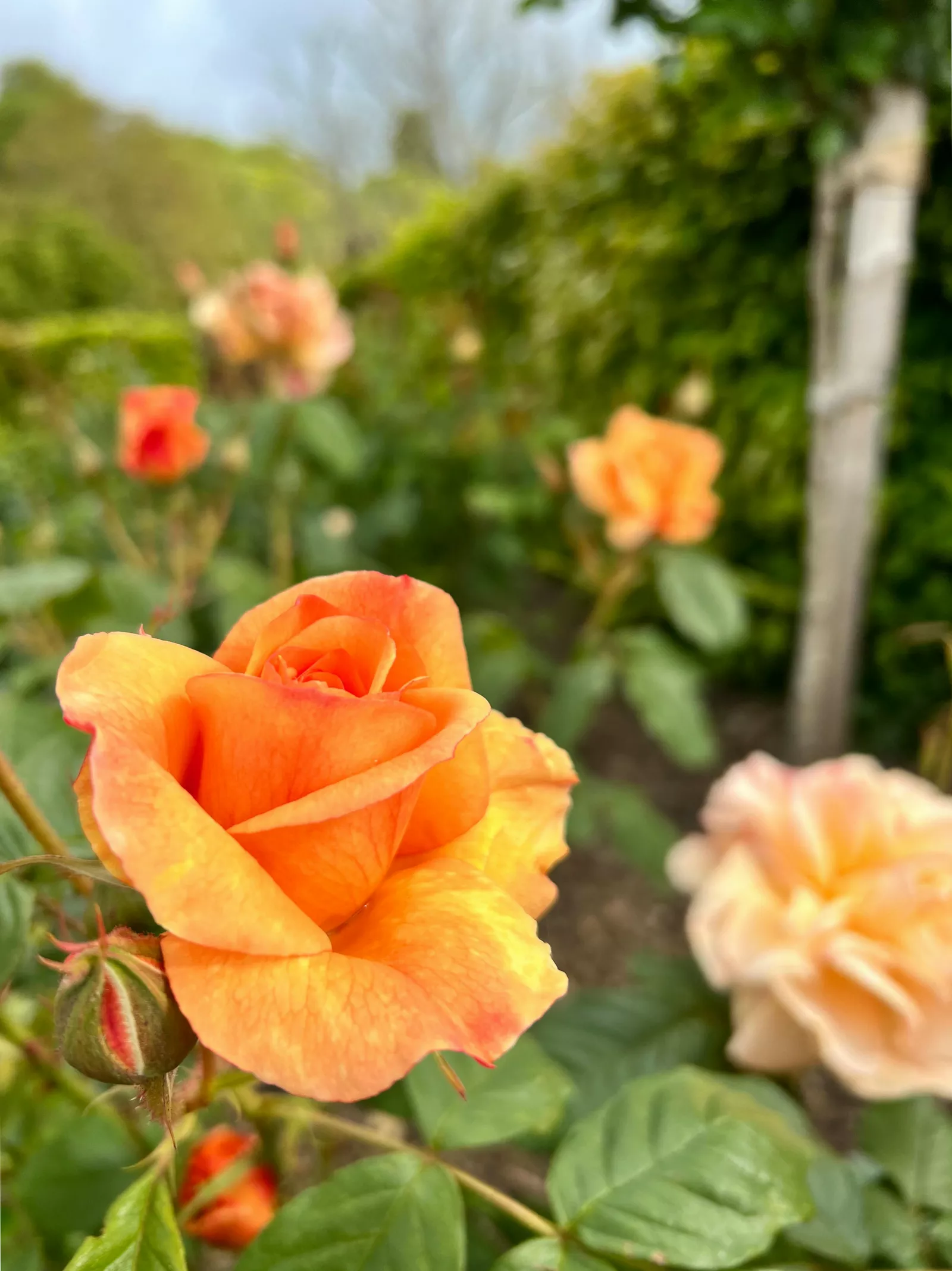 National Trust gardener mulching soil around roses to conserve water and build organic matter