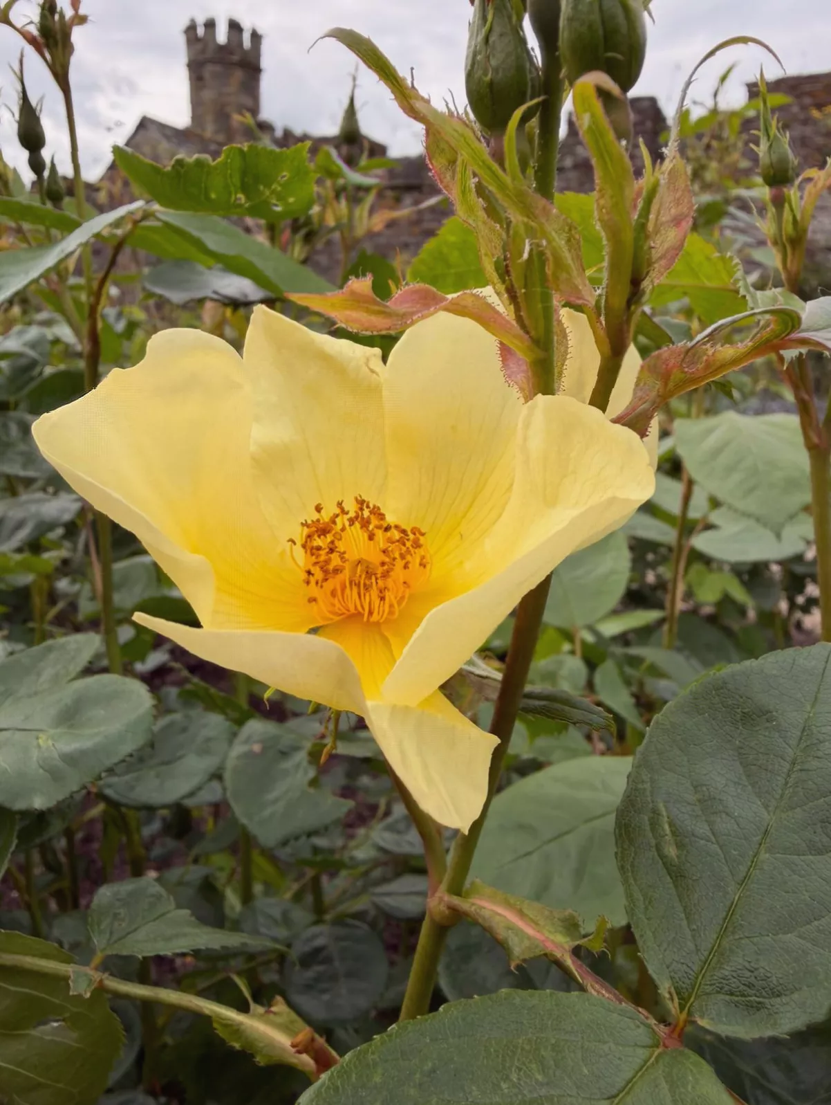 Early rose flowers on display at Chartwell in Kent after a mild winter and warm spring