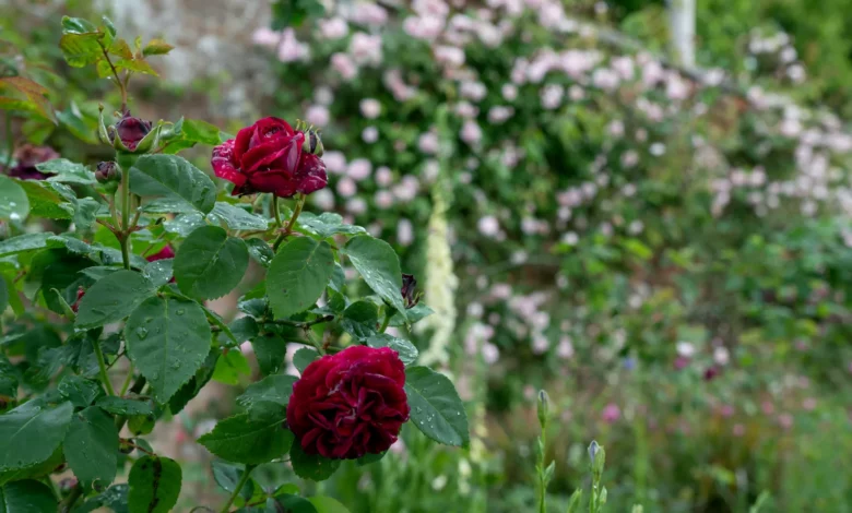 Rose garden at Mottisfont in Hampshire blooming weeks ahead of its traditional June peak