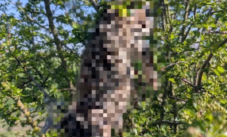Twenty-four dead rabbits hanging from trees near a school and football pitch in South Yorkshire