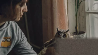 Injured owl hopps around a small room in a Ukrainian biologist's home