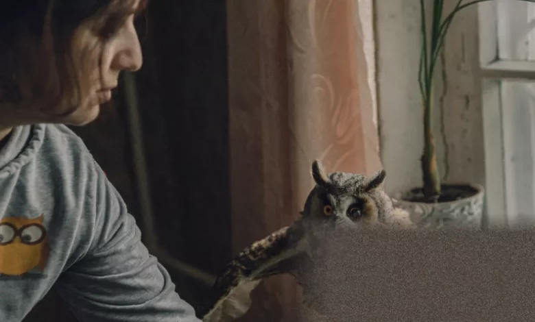 Injured owl hopps around a small room in a Ukrainian biologist's home