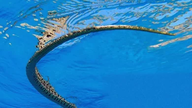 A pale horseshoe whip snake gliding through turquoise seawater near Ibiza's coast