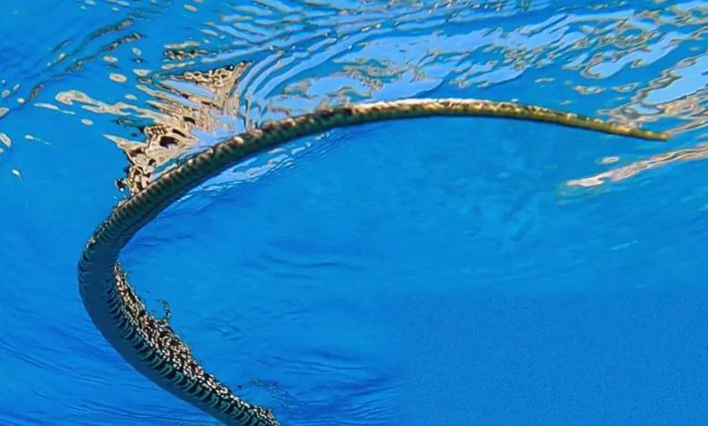 A pale horseshoe whip snake gliding through turquoise seawater near Ibiza's coast